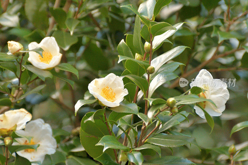 茶花/日本茶花